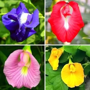 30 Pcs Flower Seeds Mixed Color Pack Double & Single Petals  Hybrid Butterfly Pea Seeds