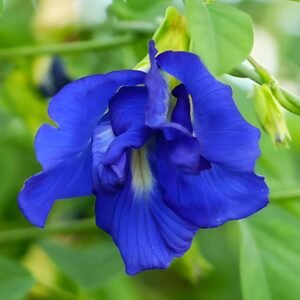 30 Pcs Flower Seeds Mixed Color Pack Double & Single Petals  Hybrid Butterfly Pea Seeds