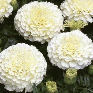 African Marigold F2 White Flower Seeds Outdoor Garden Flowers Seed Pack of 1: 50 Seeds