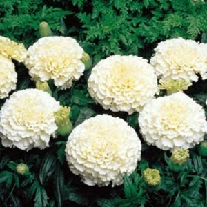 African Marigold F2 White Flower Seeds Outdoor Garden Flowers Seed Pack of 1: 50 Seeds