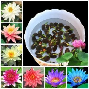 All Season Lotus Flower Hybrid Japanese Lotus Flower Seeds 25 Seeds Dwarf Rainbow Lotus Kamal Gatta Beej Mix of 12 Colors Exotic Variety