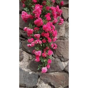 Climbing Rose Flower Seeds for Home and Gardening, Pack of 80-100 Seeds (PINK)
