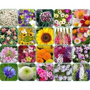Combo Of 640+ Seeds 20 Varieties of Flower Seeds For Your Garden Beautiful Bloom Germination Seeds