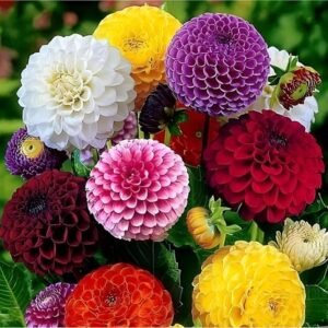 Flower Seeds Dahlia Double Mix F1 Hybrid Seeds Dwarf Variety Flower Seeds For Home Gardening - 50 Seeds Pack