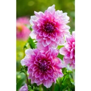 Flower Seeds Dahlia Double Mix F1 Hybrid Seeds Dwarf Variety Flower Seeds For Home Gardening – 50 Seeds Pack
