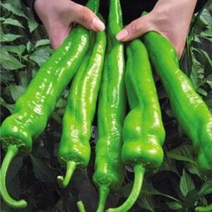 Garden Farm Yard Decor Big Jim Chili Pepper Seeds -300 Seeds