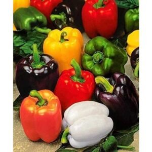 Imported Mix Colour Capsicum Bell Pepper Vegetables Seeds For Gardening (Pack 30 to 40 Seeds)