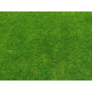 Imported lawn grass seeds for Home and Gardening (PACK OF 5 GRAM)