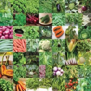 Indian Vegetable Seeds Bank For Home Garden 50 Varieties - 2255 Seeds