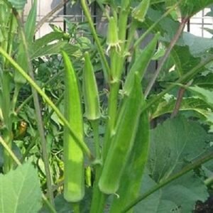 Ladyfinger High Germination Seeds for Your Garden Easy to Grow Organic Hybrid Vegetable Seeds for Home and Terrace Gardening