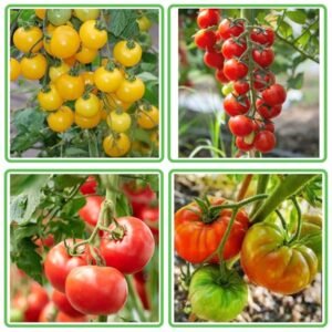 Organic Desi Tomato Seeds, Leafy Vegetable Seeds Fresh Indian Tomato Seeds with 4 Varieties