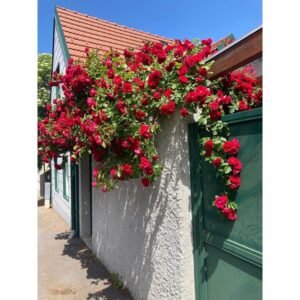 Pack of 100 seeds Climbing Rose Imported Flower Seeds for Your Home and Gardening (RED)