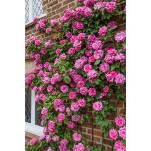 Pack of 100 seeds Climbing Rose Imported Flower Seeds for Your Home and Gardening (RED)