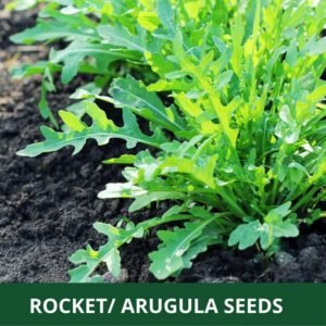 Rocket Arugula Leafy Vegetable planting seeds Seed Count 25 Grams